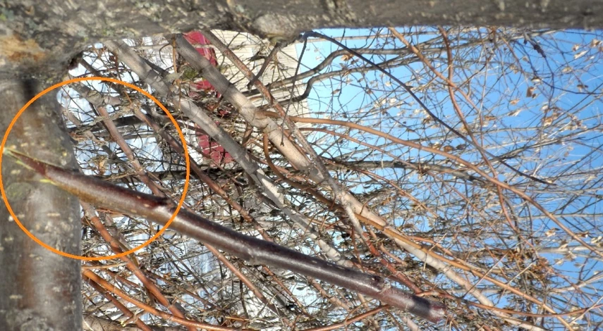 Заготовка черенков яблони для прививки весной