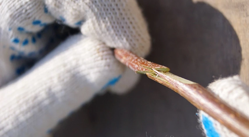 Черенки для прививки яблони