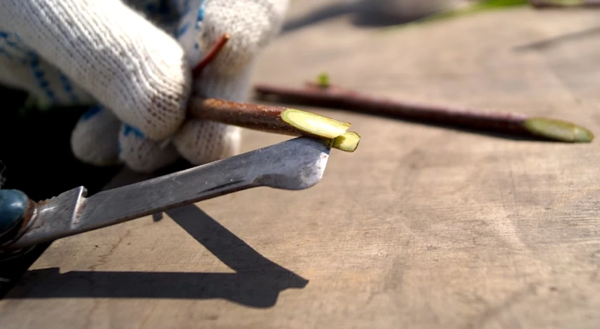 Как подготовить черенки для прививки яблони