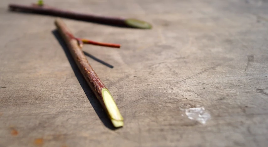 нарезка черенков для прививки яблони