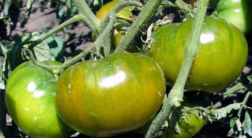 Описание и характеристики сортов зеленых томатов