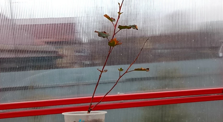 Как укоренить пузыреплодник черенками