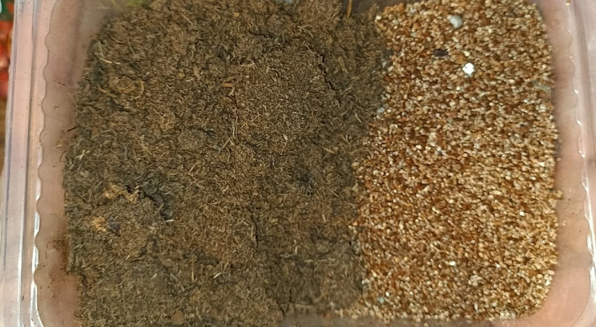 Размножение пузыреплодника семенами