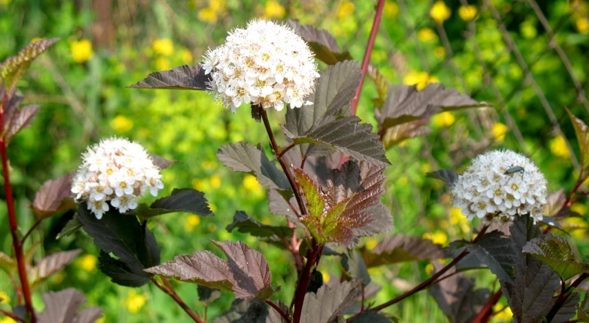 Пузыреплодник размножение