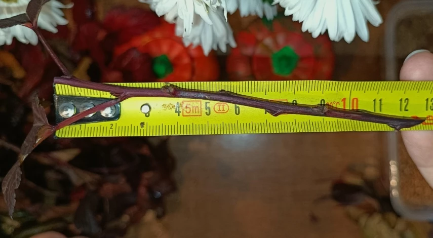 Черенкование пузыреплодника