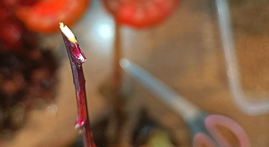 Размножение пузыреплодника в домашних условиях