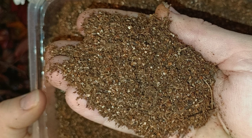 Кустарник пузыреплодник размножение