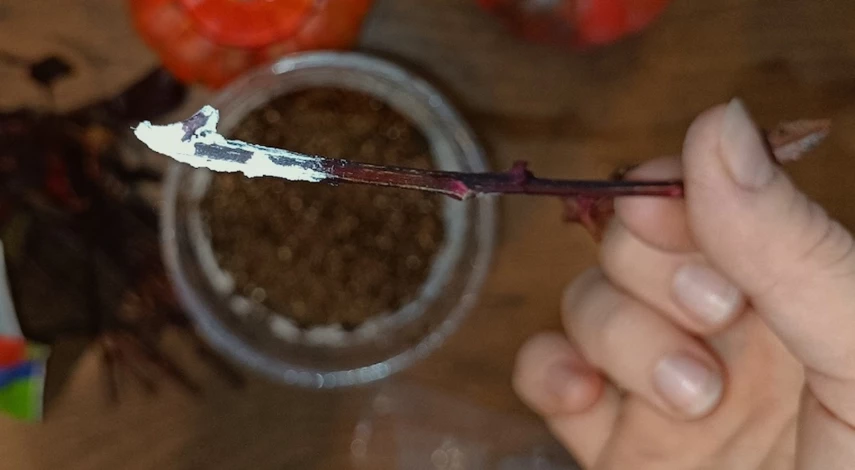 Размножение пузыреплодника черенками