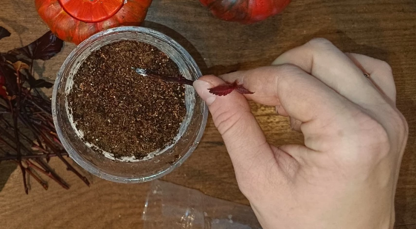 Как размножить пузыреплодник черенками