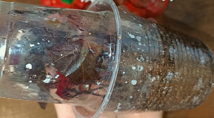 Можно ли пузыреплодник размножать черенками