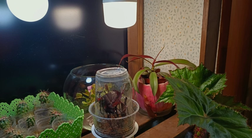 Самый простой способ размножения пузыреплодника