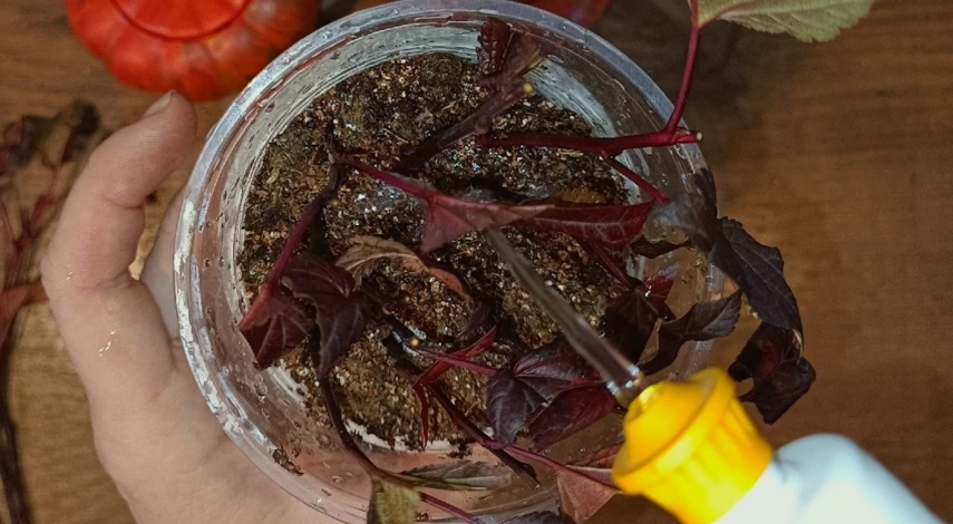 Как размножить пузыреплодник в домашних условиях