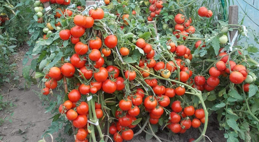 посадка помидоров