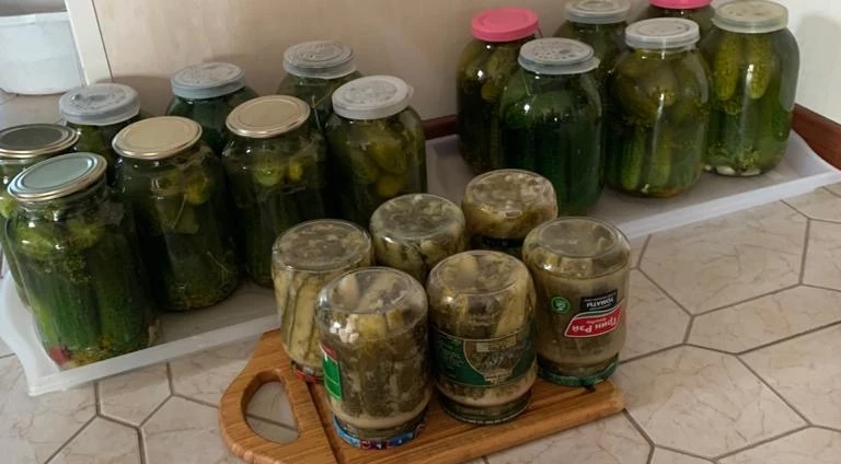 урожай огурцов в холодную погоду