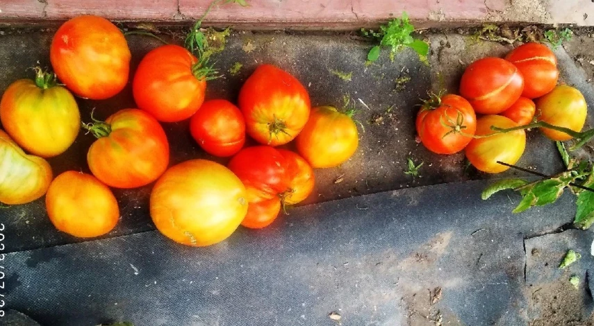 сажать помидоры по лунному календарю