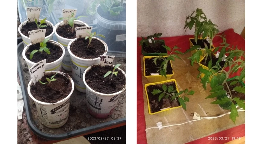 зачем резать рассаду помидор