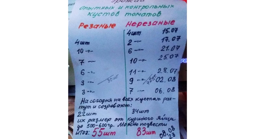 эксперимент выращивания резанной рассады