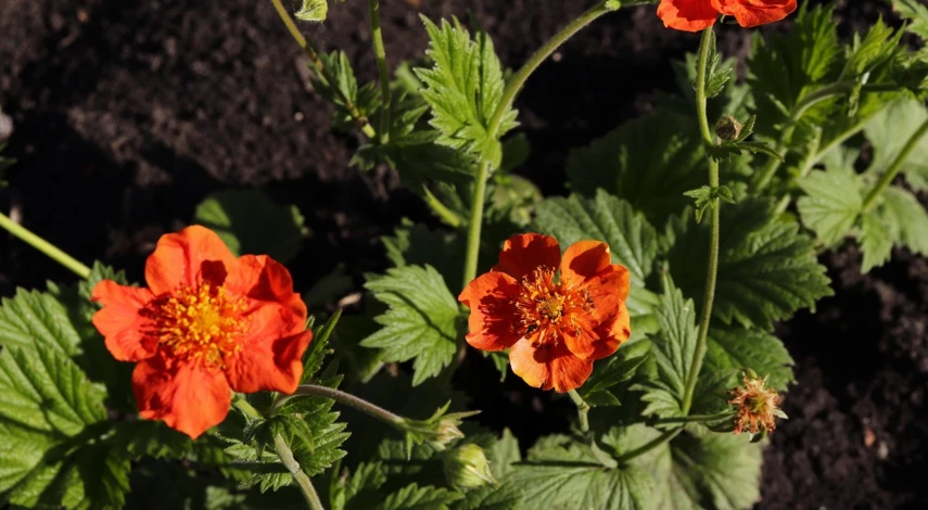 гравилат уход