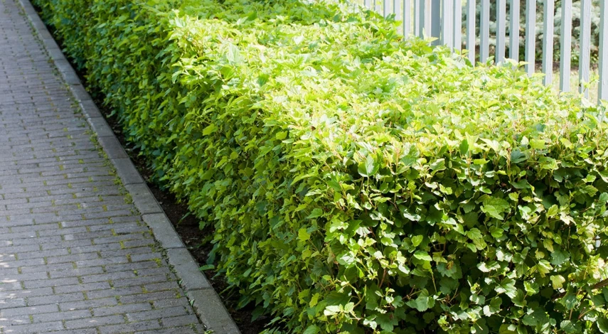 Живая изгородь из пузыреплодника