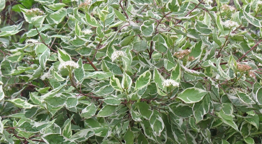 Размножение кизила