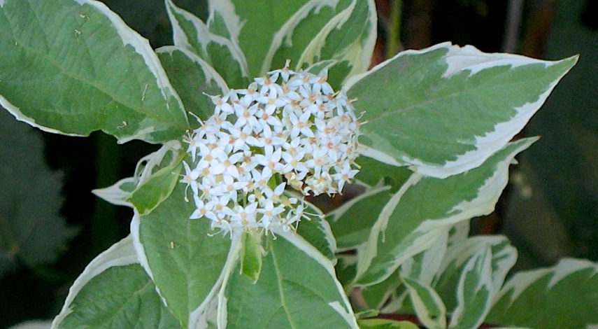 Дерен кизил