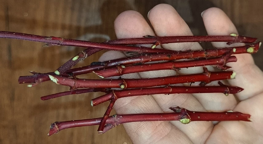 Размножение дерна черенками