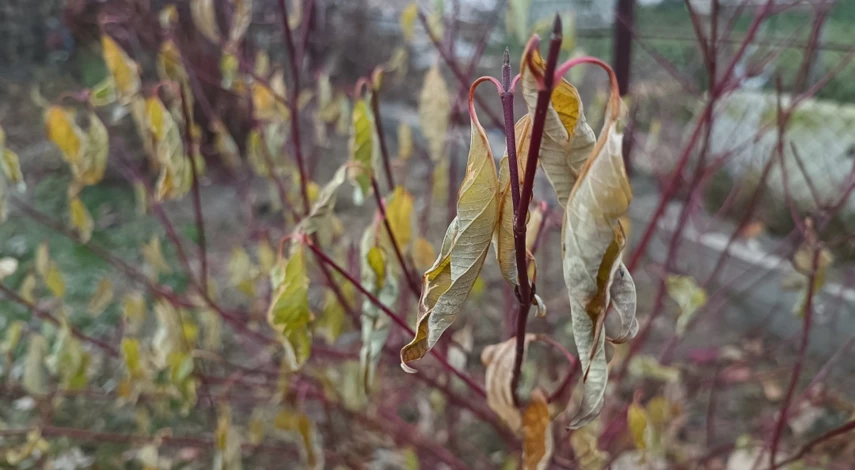 размножения дерна