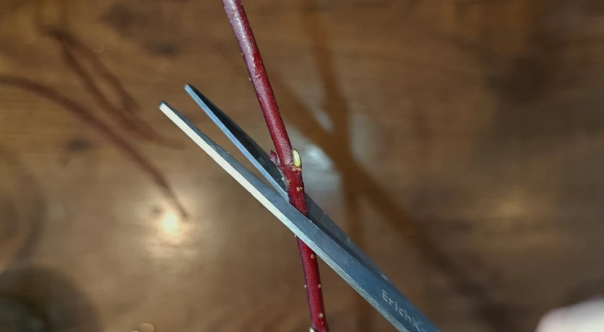 Размножение дерена черенками осенью