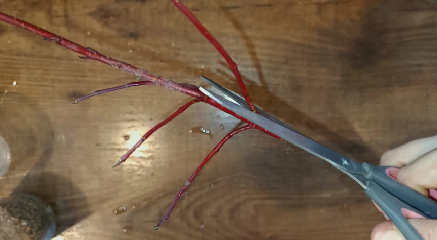 Размножение дерена черенками в домашних условиях