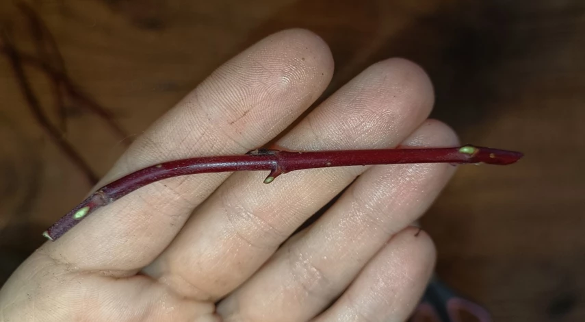 Размножение дерена черенками осенью в домашних условиях