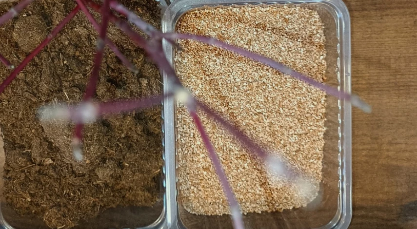 Дерен размножение осенью