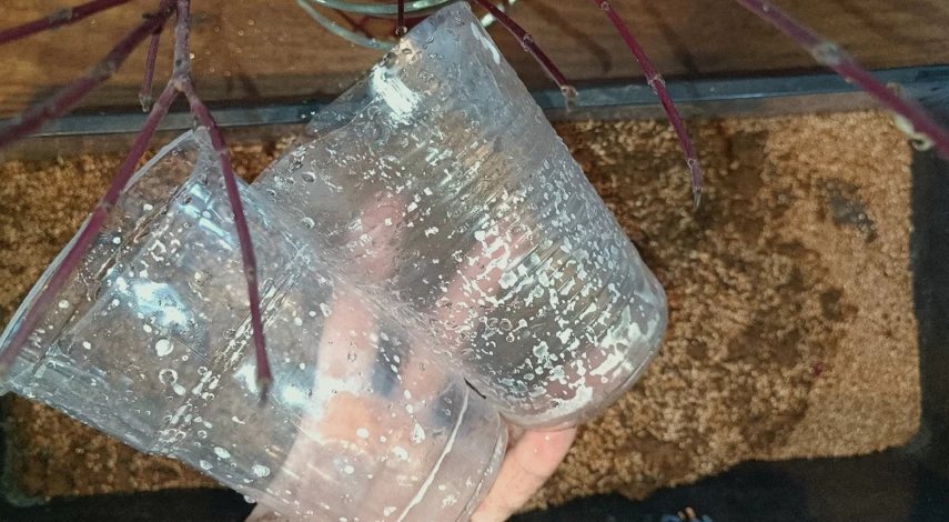 Как размножить дерен