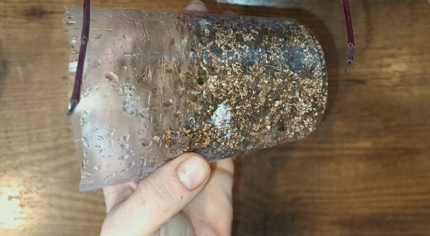 Как размножить дерен осенью