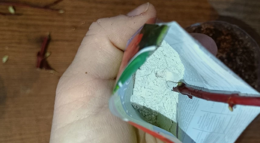 Как размножить дерен черенками