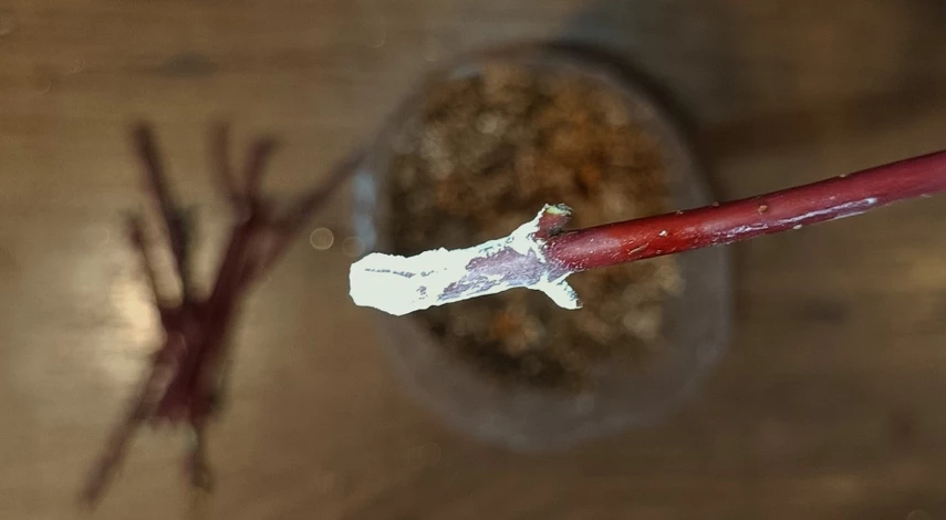 Дерен кустарник размножение