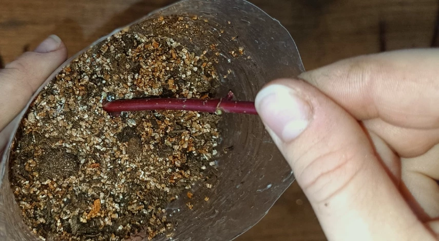 размножить дерен черенками