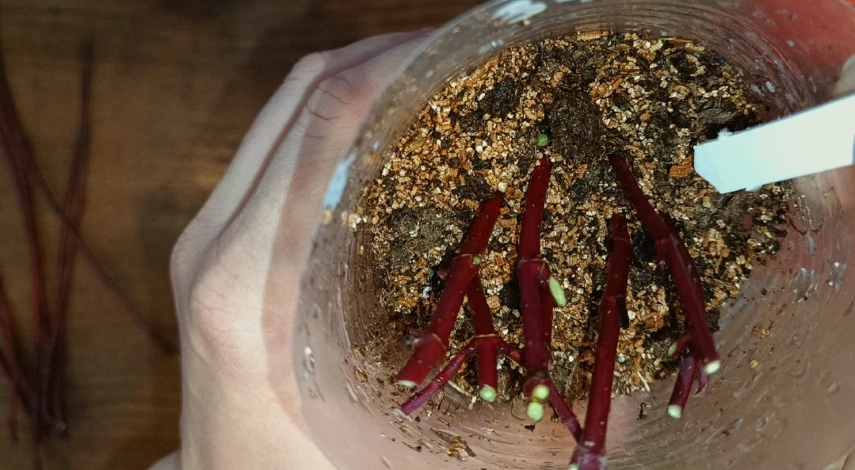 размножение дерна черенкованием