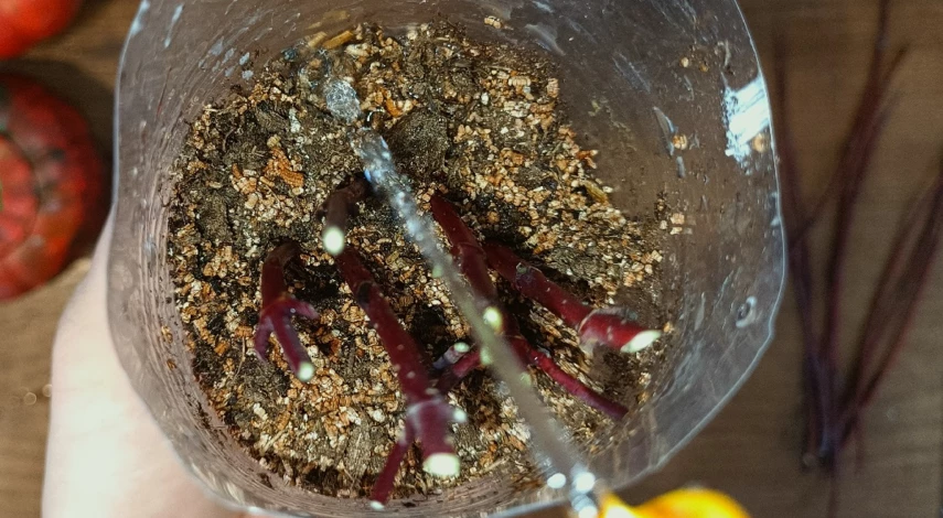 укоренение черенков дерна