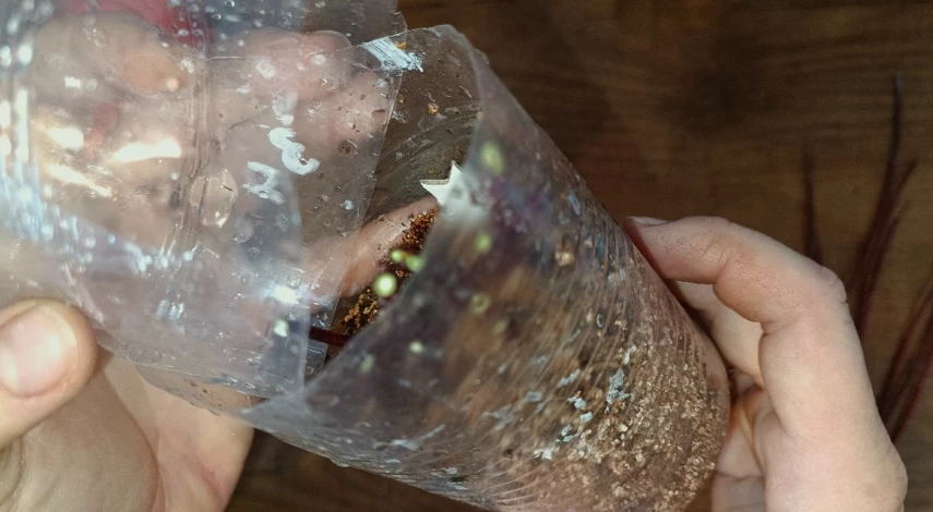 тепличка для черенков дерна