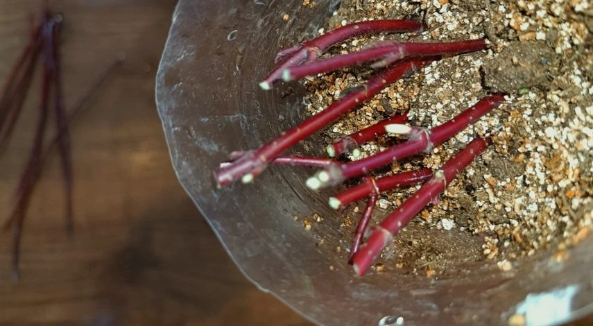 укоренить черенки дерна