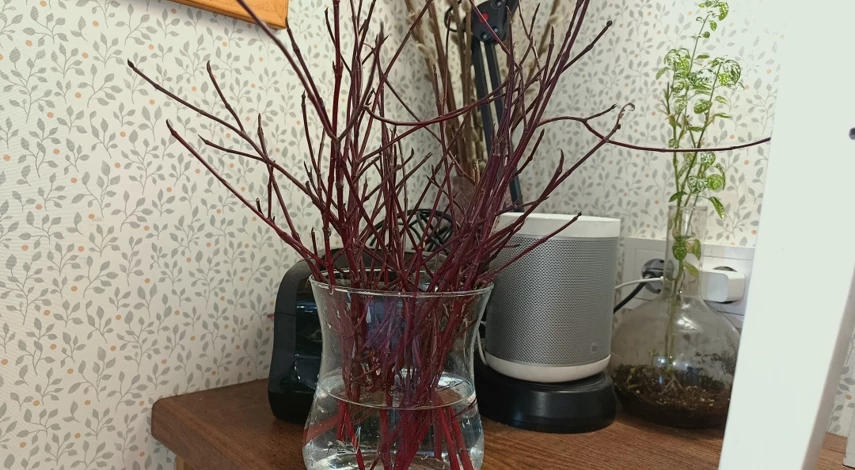 Размножение дерена черенками в банке с водой