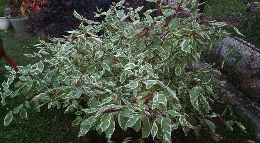 Дерен свидина