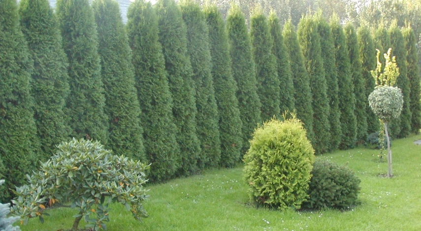 Какие туи для живой изгороди