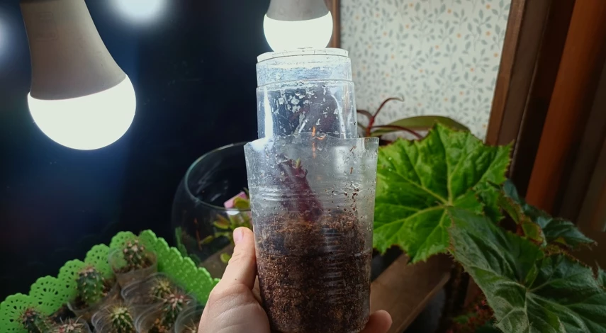 дерен черенками