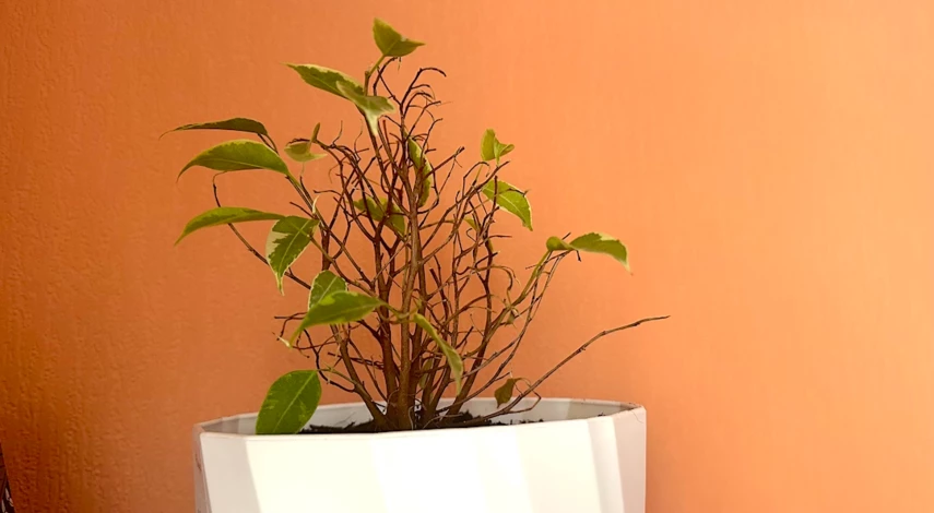 Фикус Бенджамина цветок уход