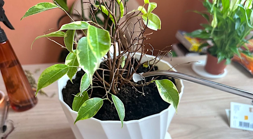 Фикус Бенджамина уход полив