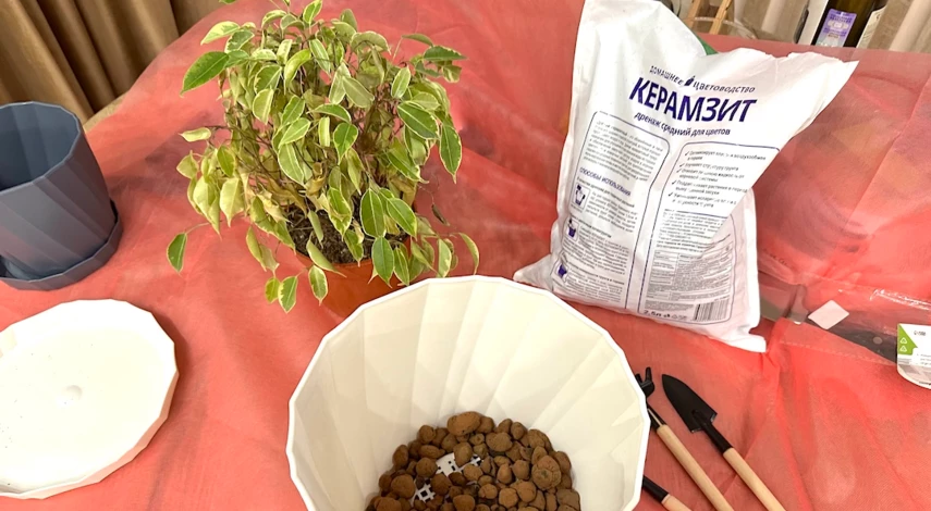 Фикус Бенджамина уход и пересадка