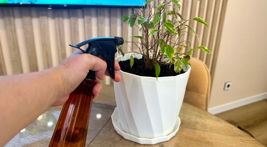 Фикус Бенджамина уход осенью