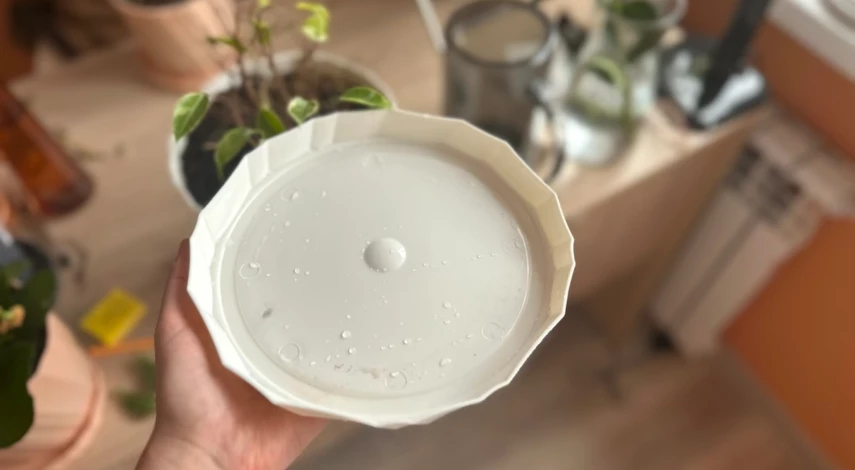 Фикус Бенджамина уход в домашних условиях