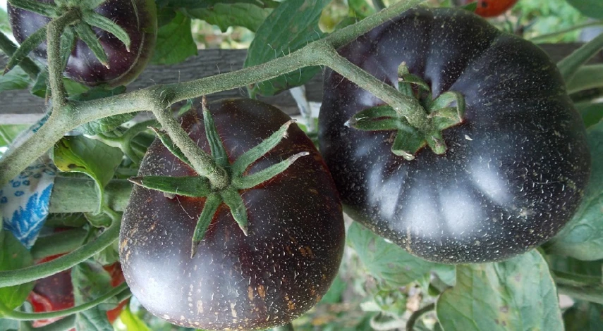черный сорта томатов
